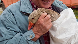 Benkovački sajam 10. travnja 2013, Foto: Leo Banić