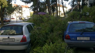 Sruseni bor u ulici Ante Starcevica