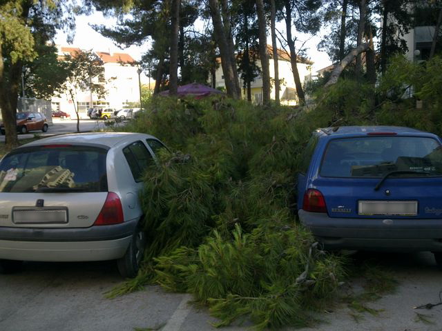 Sruseni bor u ulici Ante Starcevica