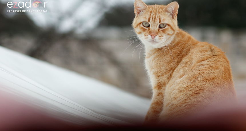 Đir po gradu, ponedjeljak 21. prosinca 2020.