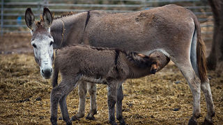 Farma “Dar-mar” (foto:Saša Čuka)