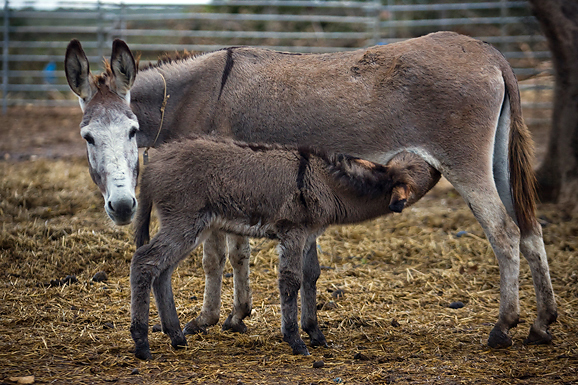 Farma “Dar-mar” (foto:Saša Čuka)