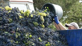 Drniš: Berba grožđa sa više od milijun čokota vinove loze, Photo: Duško Jaramaz/PIXSELL