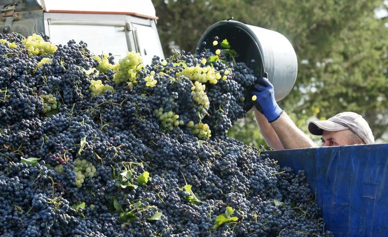 Drniš: Berba grožđa sa više od milijun čokota vinove loze, Photo: Duško Jaramaz/PIXSELL