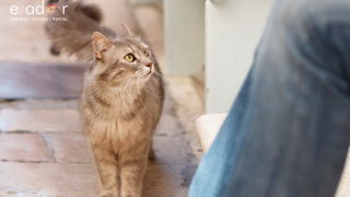 Đir po gradu, subotnja špica 29. lipnja 2019.