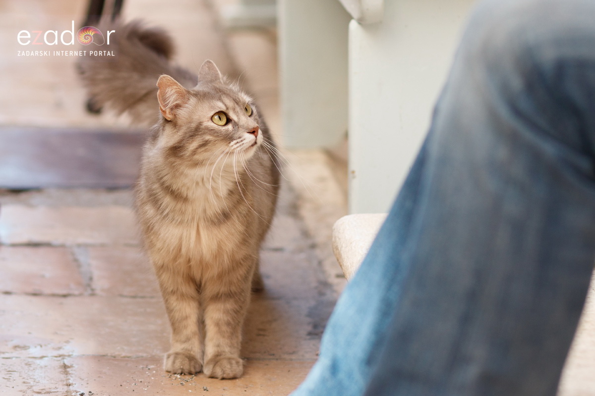 Đir po gradu, subotnja špica 29. lipnja 2019.