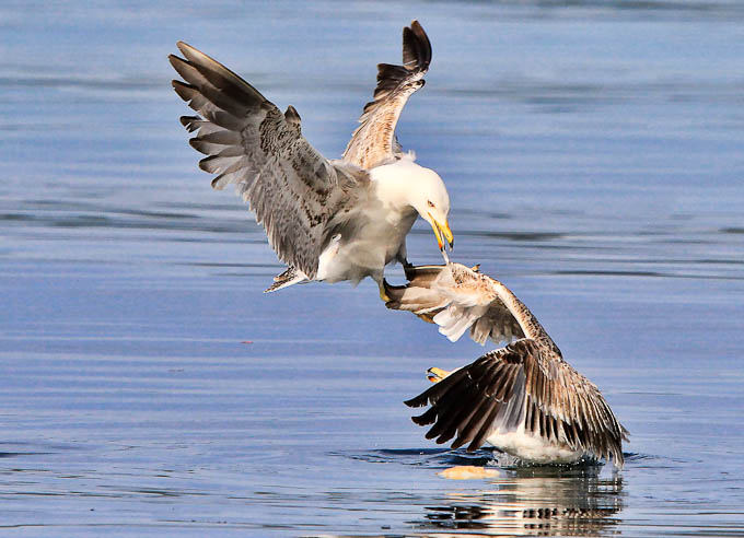 Moj galebe by Leo Banić