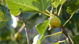 OPG Damjanić-Babac, foto: Darko Belančić OPG Damjanić-Babac, foto: Darko Belančić