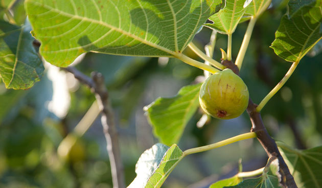 OPG Damjanić-Babac, foto: Darko Belančić