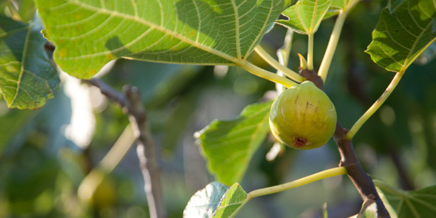 OPG Damjanić-Babac, foto: Darko Belančić OPG Damjanić-Babac, foto: Darko Belančić