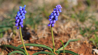 Izlet u Libinje 6. travnja 2011, Foto: Leo Banic