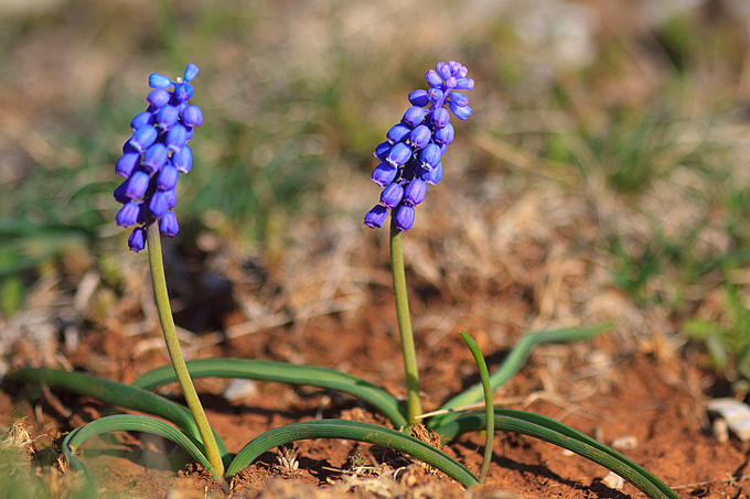 Izlet u Libinje 6. travnja 2011, Foto: Leo Banic