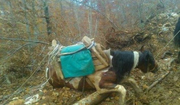 Peticija: Spasimo konje potpisom!