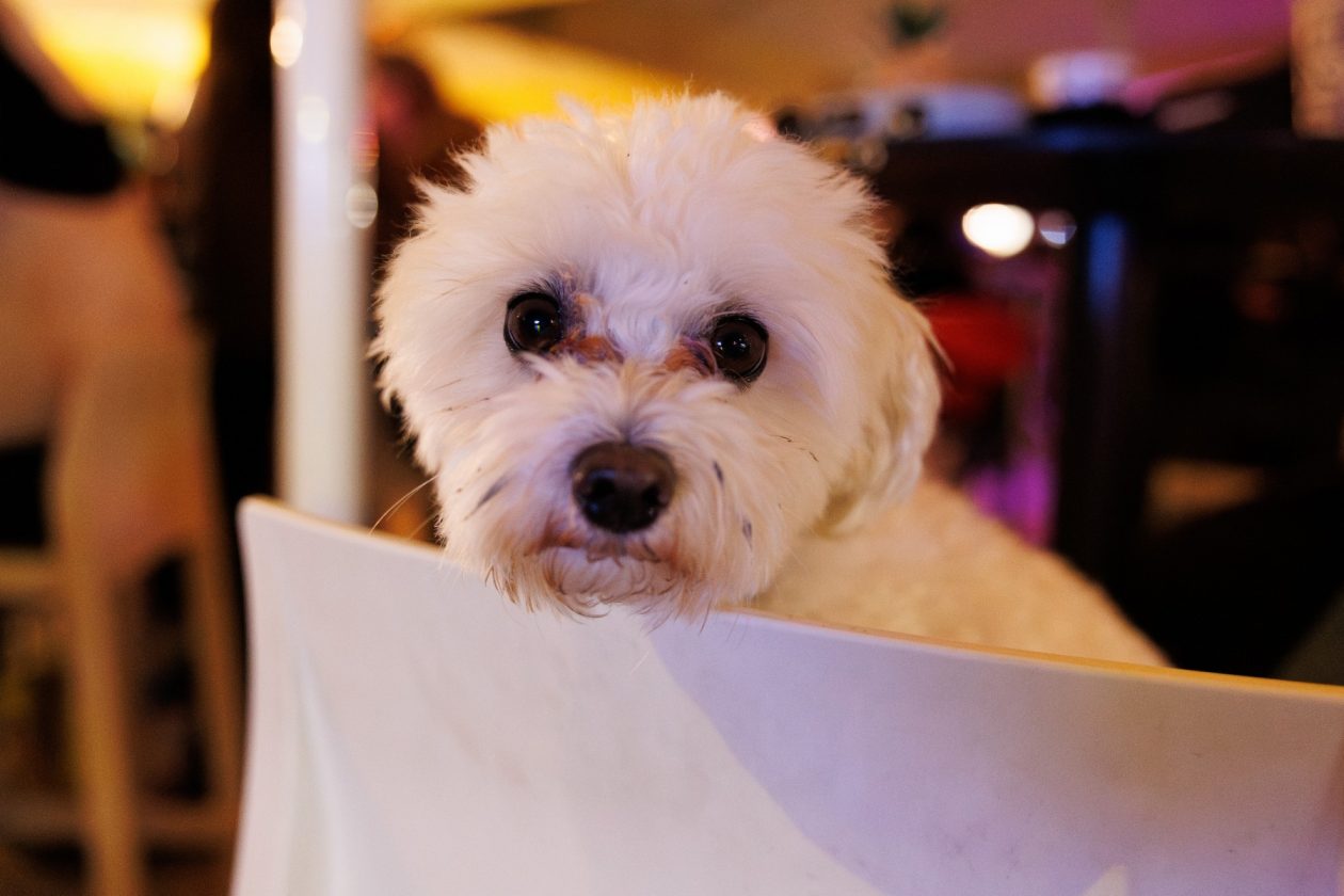 Koncert Lucije Marcelić & Pink Noise na Adventu u Zadru Koncert Lucije Marcelić & Pink Noise na Adventu u Zadru