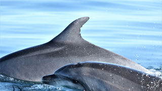 Pogledajte kako tri ženke dupina – Kiko, Sean i Andrea – love ribu kod otoka Orude Pogledajte kako tri ženke dupina – Kiko, Sean i Andrea – love ribu kod otoka Orude