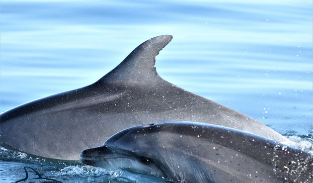 Pogledajte kako tri ženke dupina – Kiko, Sean i Andrea – love ribu kod otoka Orude