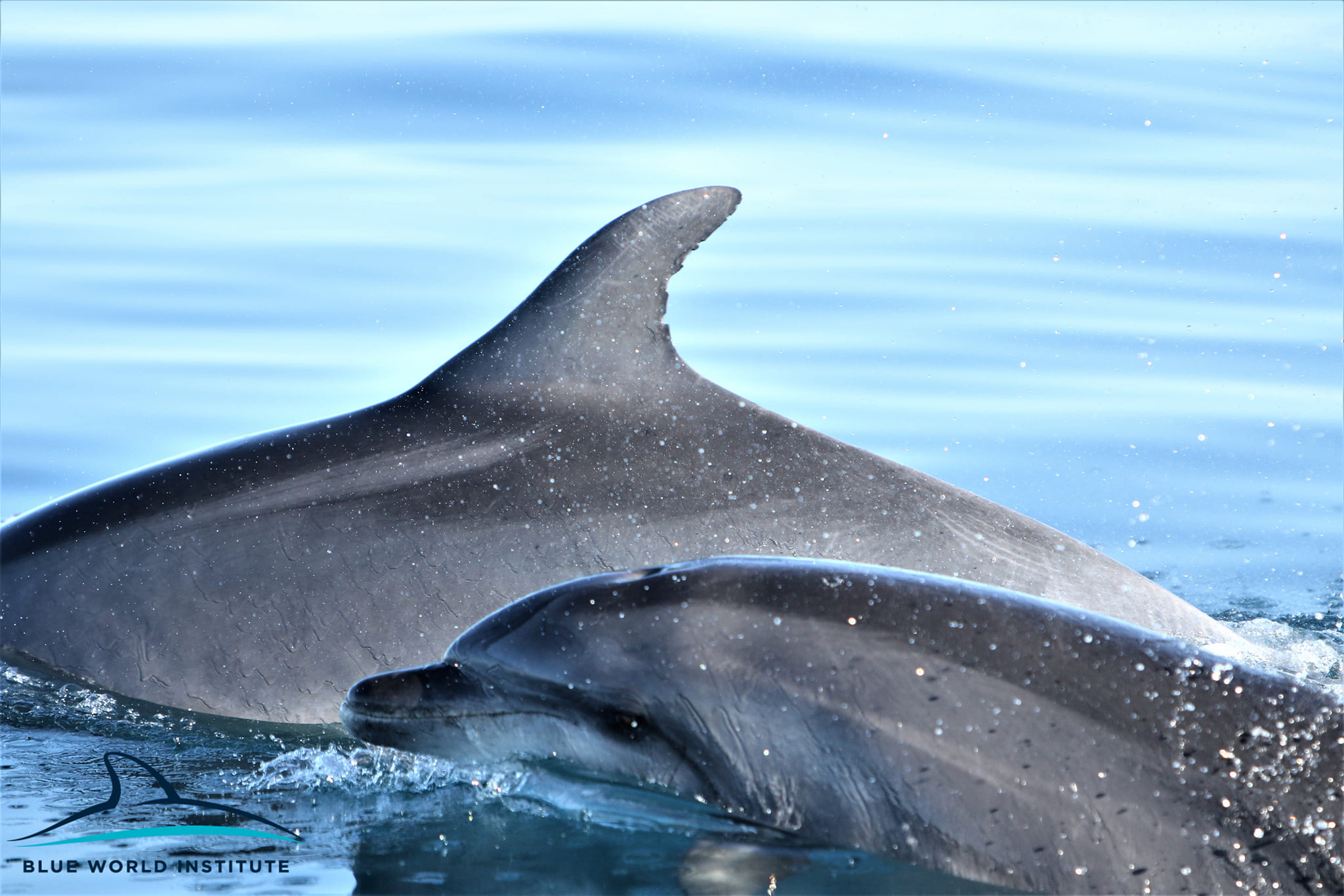 Pogledajte kako tri ženke dupina – Kiko, Sean i Andrea – love ribu kod otoka Orude Pogledajte kako tri ženke dupina – Kiko, Sean i Andrea – love ribu kod otoka Orude
