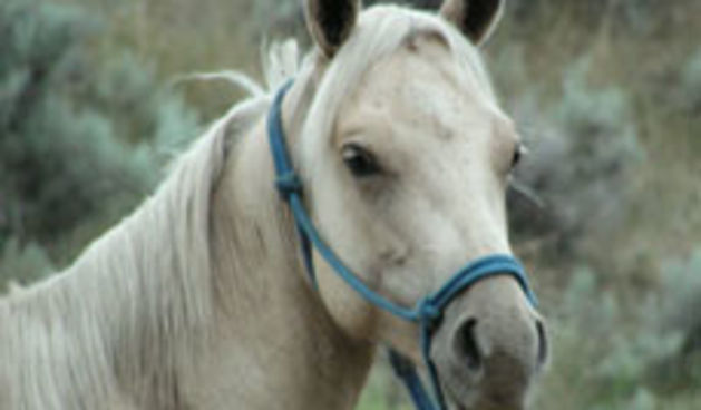 Konji/Foto: TotalPortal.hr