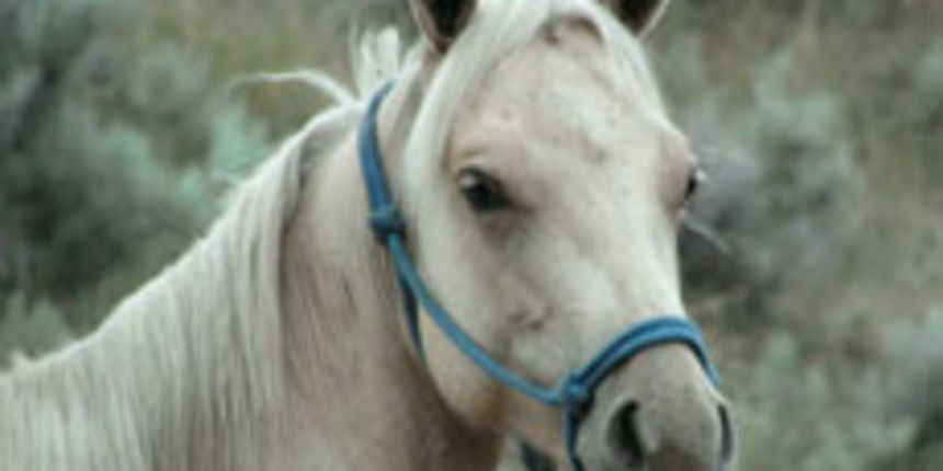 Konji/Foto: TotalPortal.hr Konji/Foto: TotalPortal.hr