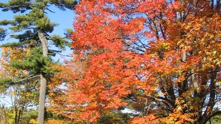 Image 1182953 (auto) Image 1182953 (auto)