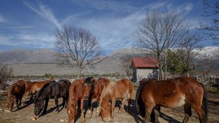 Veliko Rujno: Drago Krapić vlasnik je pedesetak konja koji obitavaju na velebitskim pašnjacima