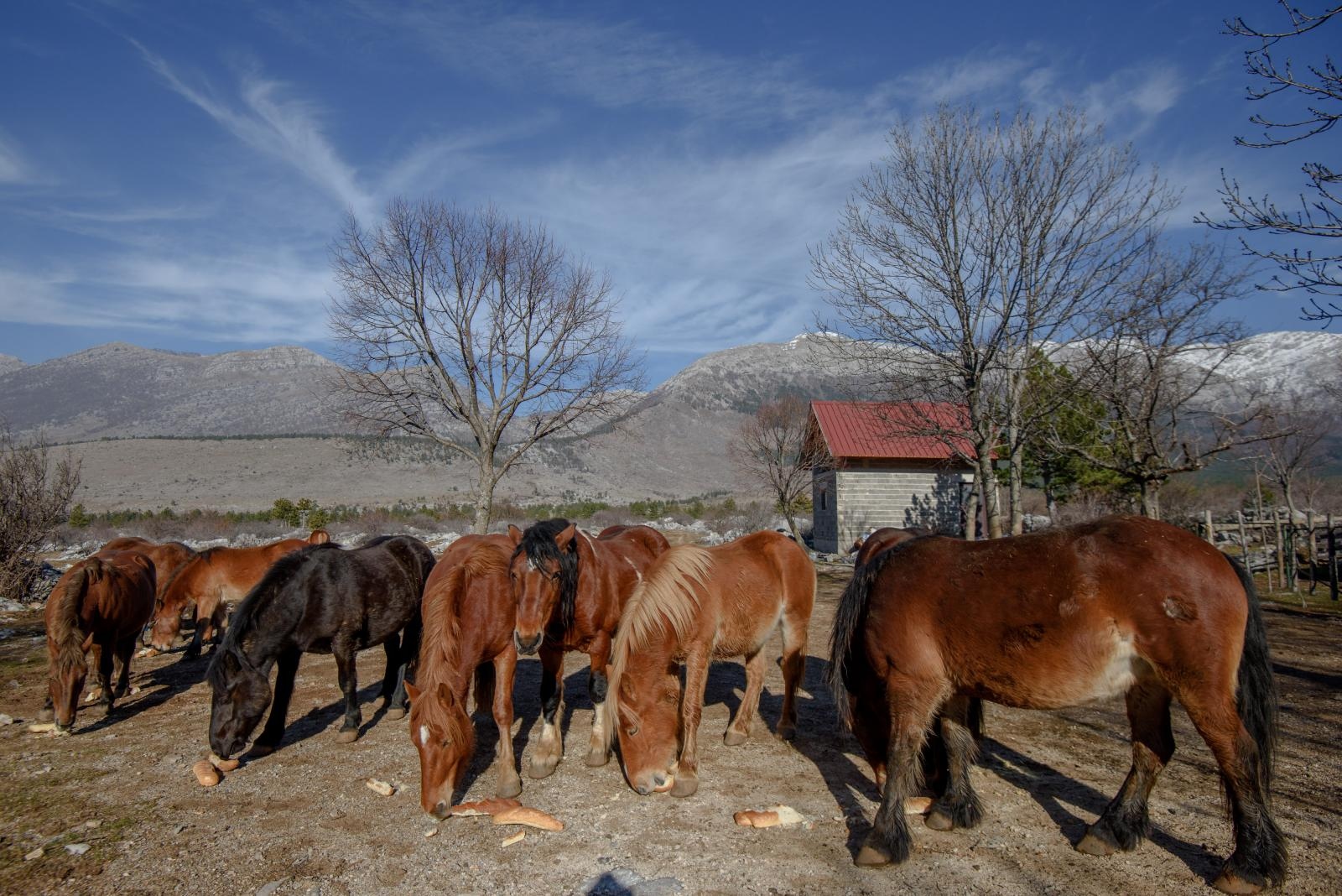 Veliko Rujno: Drago Krapić vlasnik je pedesetak konja koji obitavaju na velebitskim pašnjacima