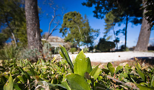 Đir zadarskim parkovima,27. veljače 2012. (foto:Saša Čuka)