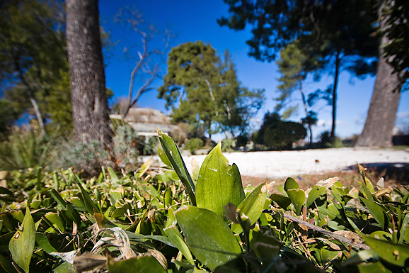 Đir zadarskim parkovima,27. veljače 2012. (foto:Saša Čuka)