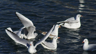 Galebovi u Jazinama, Foto: Leo Banić