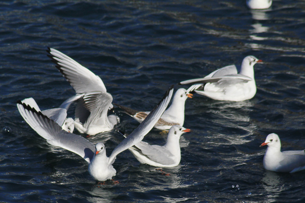 Galebovi u Jazinama, Foto: Leo Banić