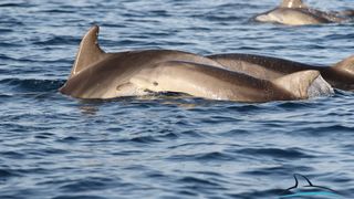 Razigrani dupini na Kornatima i kod Dugog otoka