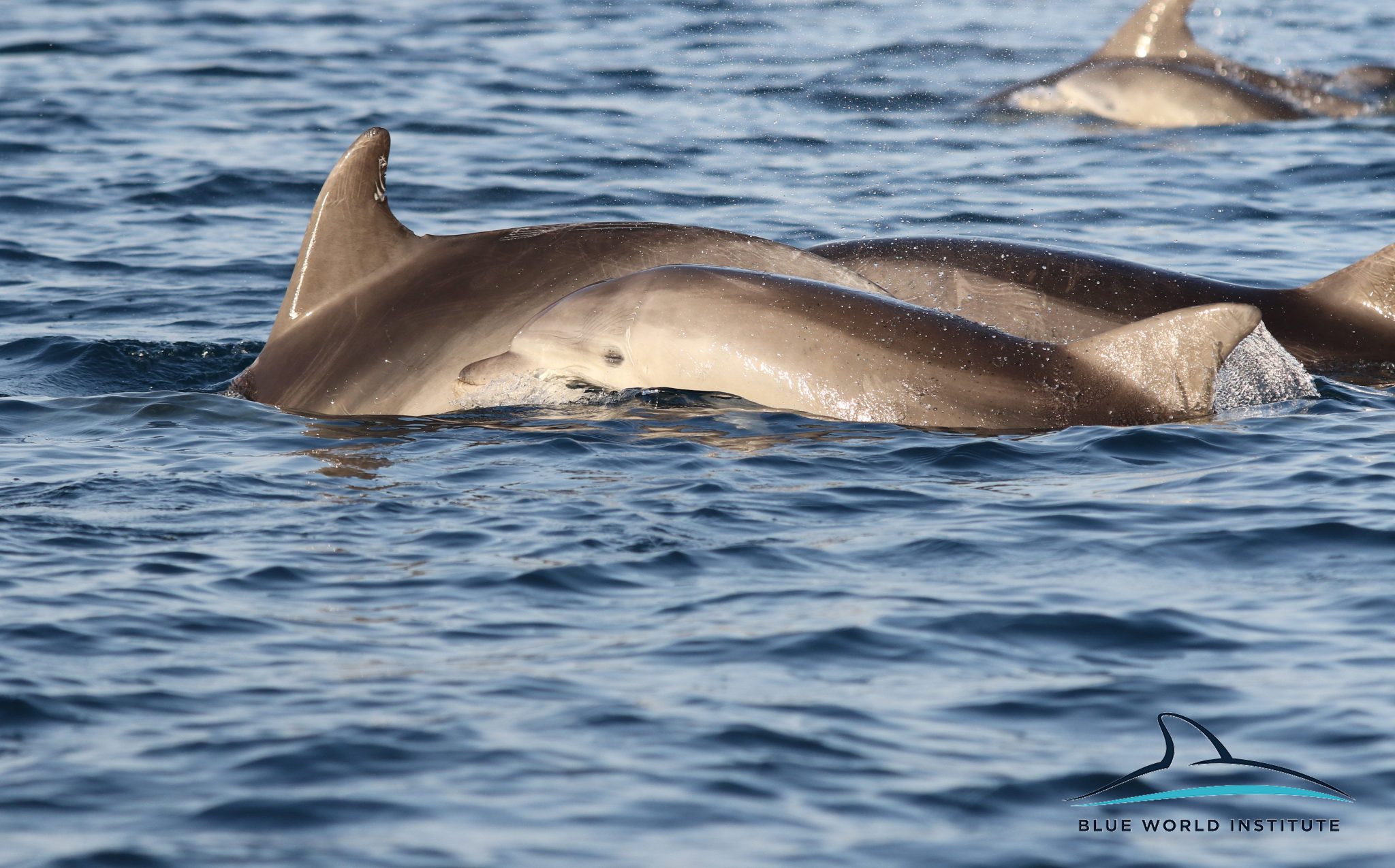 Razigrani dupini na Kornatima i kod Dugog otoka