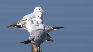 Image 1201637 (auto)