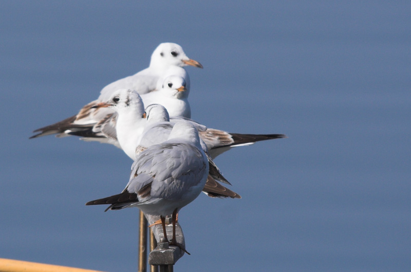 Image 1201637 (auto)