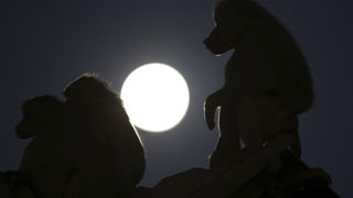 Pomrčina Mjeseca iz Brazila Pomrčina Mjeseca iz Brazila