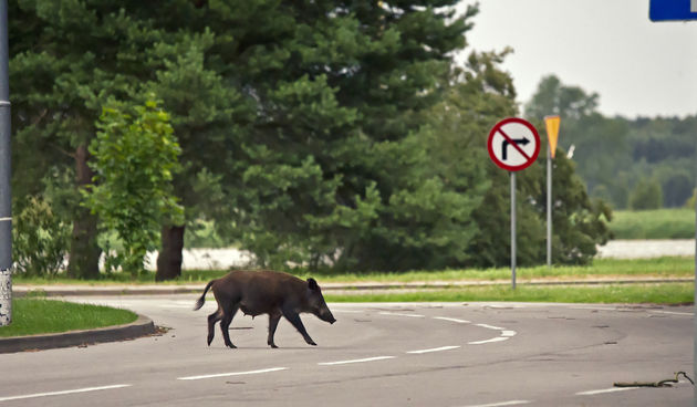 divlja svinja, cesta, promet