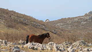 Divlji konji na Velebitu, foto: Leo Banić