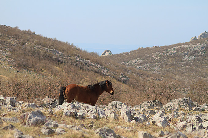 Divlji konji na Velebitu, foto: Leo Banić