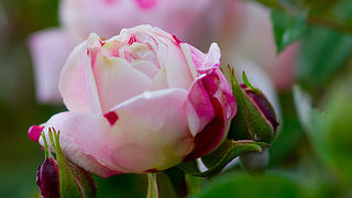 Priroda, cvijece, livada, sparoge, foto: Leo Banic