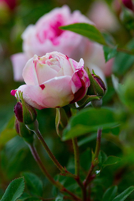 Priroda, cvijece, livada, sparoge, foto: Leo Banic