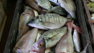 Image 1207681 (auto)