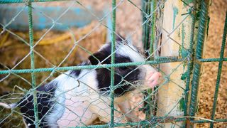 Zaton Obrovački: ZOO s egzotičnim i domaćim životinjama Zaton Obrovački: ZOO s egzotičnim i domaćim životinjama