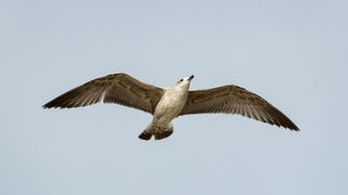 Đir po gradu 22. studenog 2016. Foto: Bojan Bogdanić Đir po gradu 22. studenog 2016. Foto: Bojan Bogdanić