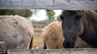 Farma “Dar-mar” (foto:Saša Čuka)