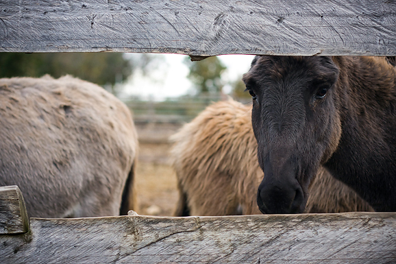 Farma “Dar-mar” (foto:Saša Čuka)