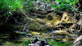 Đir do NP Krka. foto-Iva Perincic