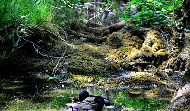 Đir do NP Krka. foto-Iva Perincic