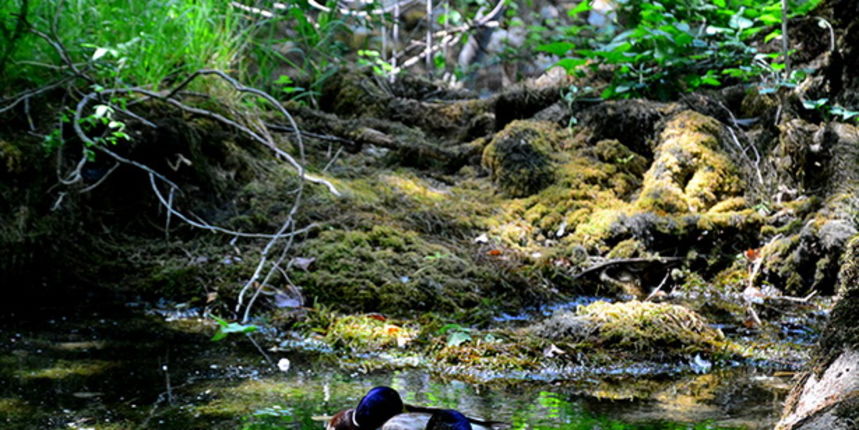 Đir do NP Krka. foto-Iva Perincic Đir do NP Krka. foto-Iva Perincic