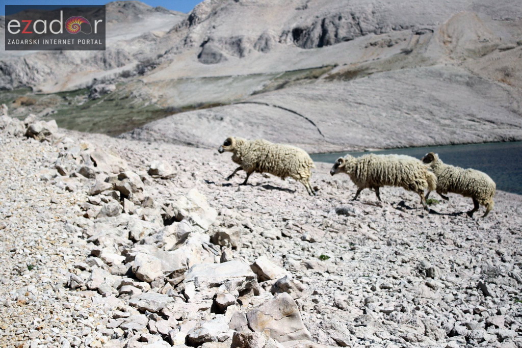 Metajna: Pag Island Star Trekk- Life on Mars Edition Metajna: Pag Island Star Trekk- Life on Mars Edition