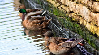 Đir 17. prosinca – uvala Maestral, Foto: Iva Perinčić